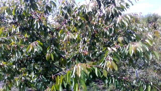 черешня после обрезки смотреть онлайн