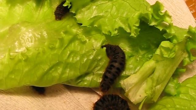Lemonia dumi larvaes смотреть онлайн