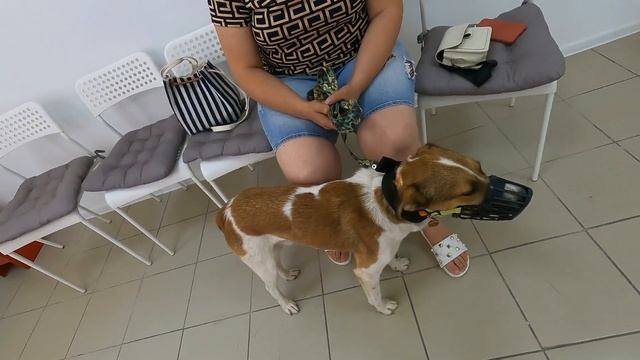 Пришло время лечиться✅️Делаем 2 прививку от бешенства.Боник умница, слушает врача🐶👍 смотреть онлайн