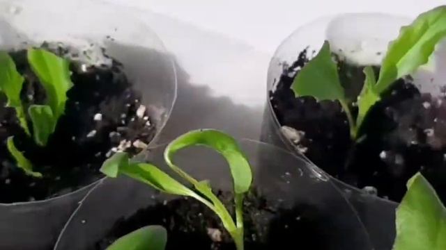 ОСТЕОСПЕРМУМ , прищипываю , черенкую.