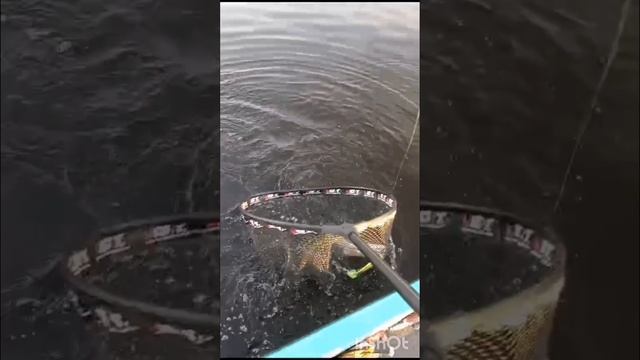 Гека 10 и щука. Поймал-отпусти. смотреть онлайн