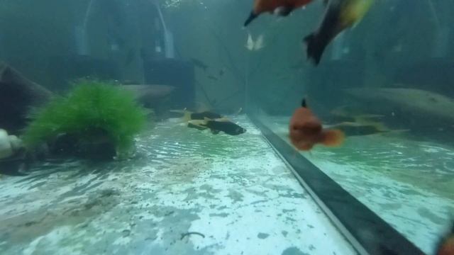 Аквариумные рыбки супер красивые чёрные меченосцы,пецилии микс , моллинезия,коридорасы смотреть онлайн