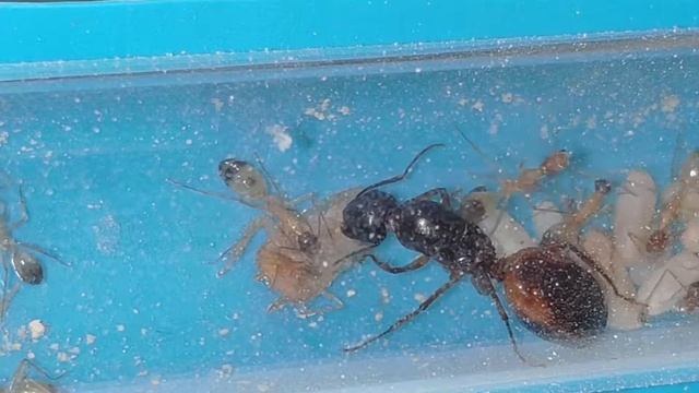 Camponotus sanctus смотреть онлайн