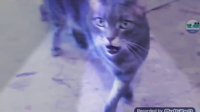 Кошки поют деспасито!!!!!!!!!! смотреть онлайн