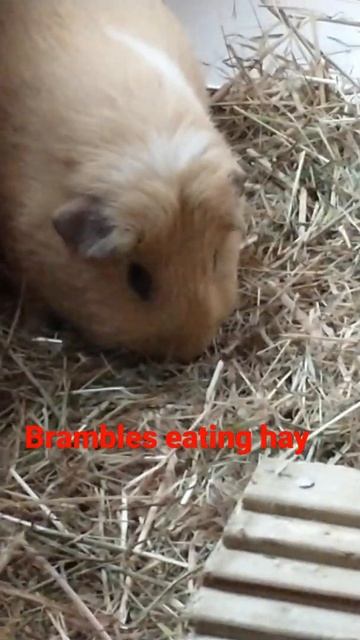 Brambles eating hay смотреть онлайн