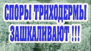 Споры триходермы зашкаливают !!!