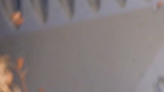 Honningurt - Phacelia tanacetifolia. Hvordan jeg tager frø fra dem.