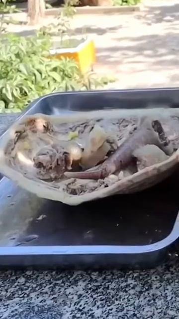 ALLIGATOR SNAPPING TURTLE MEAT | CHINESE FOODS #exoticfoods #cooking смотреть онлайн