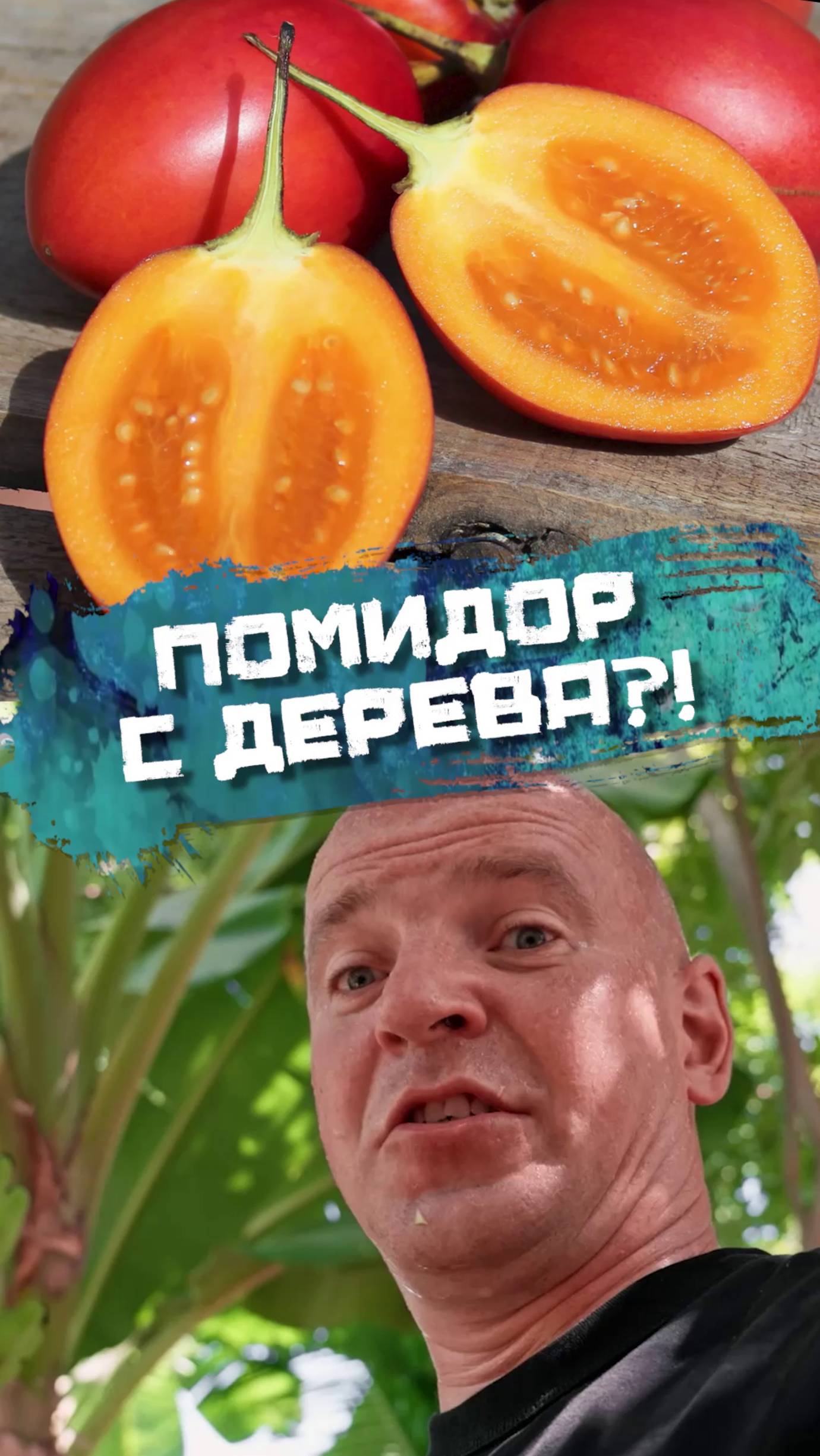 Помидор с дерева?!!!! Это фрукт или овощ? смотреть онлайн