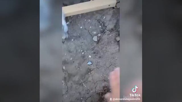 картоп егу әдісі. Акмарал ханым. смотреть онлайн
