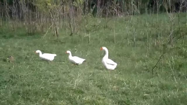 Вокруг палатки ходят Гуси-лебеди