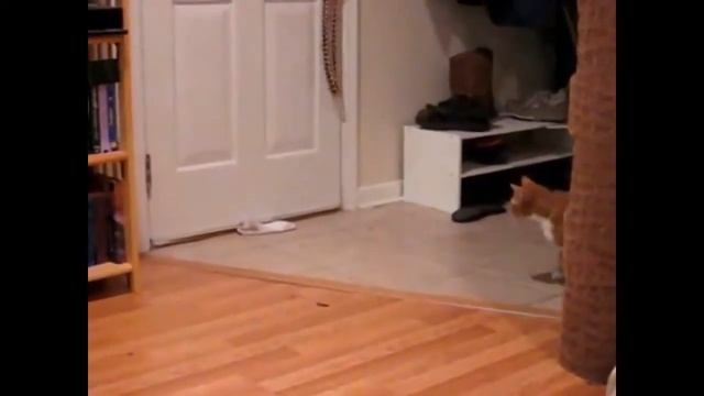 Бесподобные кошки - Funny cats. Невероятный страх перед носком:) смотреть онлайн