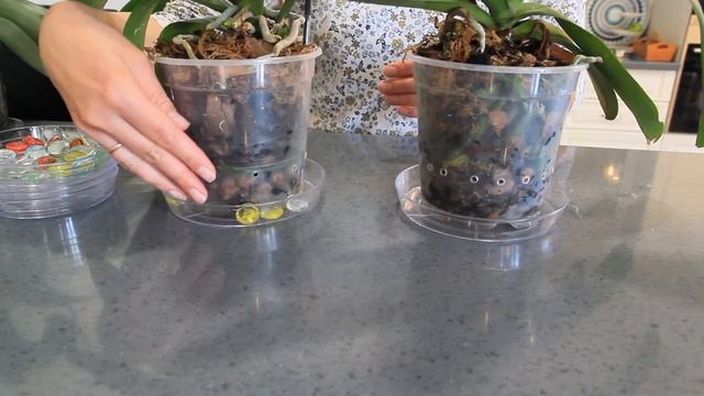 Plastic Plant Saucer 6” - Humidity Drain Saucer for Indoor & Outdoor Potted Plants смотреть онлайн
