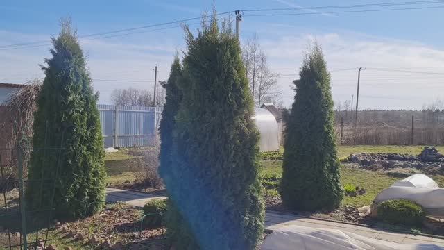 ДАЧА 16.04.25г.🏡 ТЕПЛО +20.🌞 РОЗЫ ОТКРЫТЬ ИЛИ ПОДОЖДАТЬ?🌹ЛЕНИНГРАДСКАЯ ОБЛАСТЬ ЮГО-ЗАПАД.🌷 смотреть онлайн