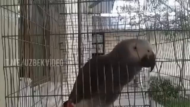 Хакикий узбек тутикуш экан смотреть онлайн