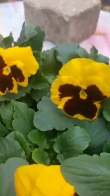 #pansy #violet #stiefmütterchen #veilchen #shorts смотреть онлайн