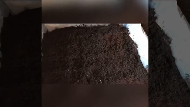 Перец на рассаду смотреть онлайн