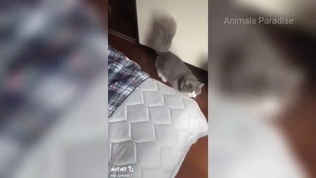 СМЕШНЫЕ ЖИВОТНЫЕ 2023 ❗🐱🐶 ПРИКОЛЫ С КОТАМИ, СОБАКАМИ, ПОПУГАЯМИ И ДРУГИМИ ЖИВОТНЫМИ смотреть онлайн