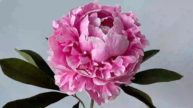 Episode 67: Navigating Business Transitions with Amy McGee смотреть онлайн