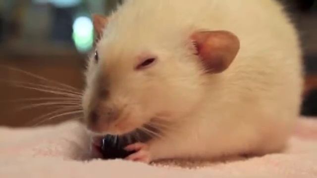 Pepper the Rat Eating a Grape. смотреть онлайн