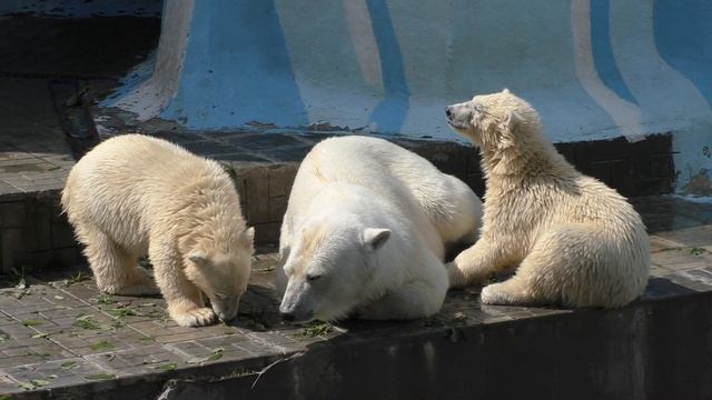 Nordi and Shayna the twin polar bear cubs feeling frustrated after getting nursed at Novosibirsk zo смотреть онлайн