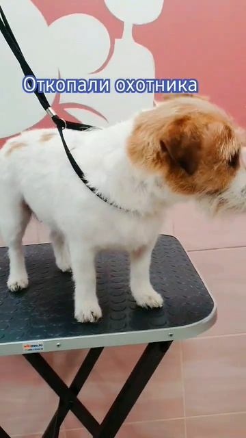 тримминг Джек Рассел #тримминг #груминг #джекрассел #собаки #trimming #dog смотреть онлайн