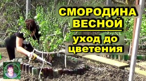 Как ухаживать за смородиной до цветения. Что делаю Чем обрабатываю Чем кормлю