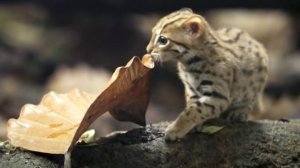 Самая Маленькая из всех Кошачьих!  Ржавая кошка – Ловкий, скрытный и глазастый хищник!