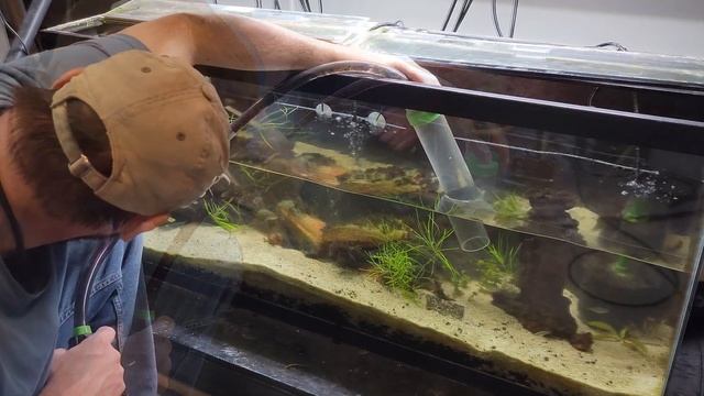 Tank Tune Up: Rainbowfish Tank смотреть онлайн