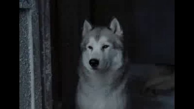 Красивый клип про волков flv смотреть онлайн