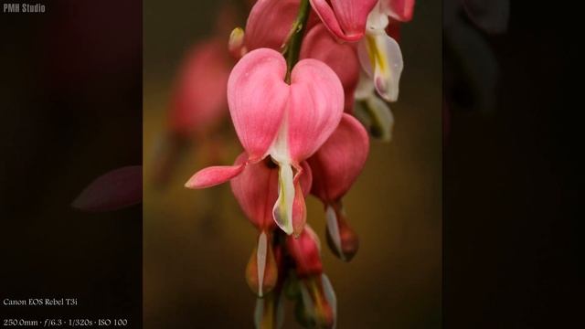 4K Ultra HD - Bleeding Heart Flower Images смотреть онлайн