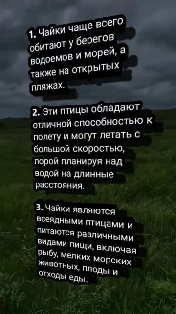 Факты о чайках #факты #чайки #реки #интересноевидео смотреть онлайн