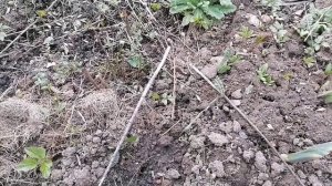 Посев календулы