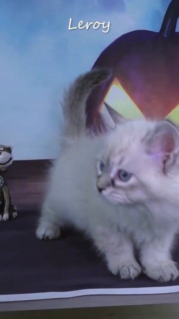 Помет "L" / 2 месяца / Лео, Боец, Перис, Лексус😻/ Малыши Растут!🙀#shorts смотреть онлайн