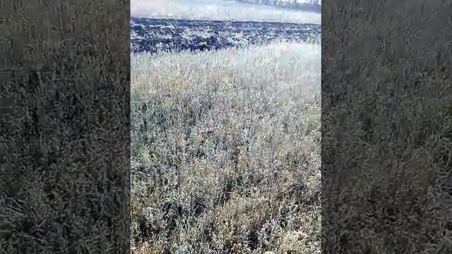 Пахота вспашка стерни пшеницы смотреть онлайн