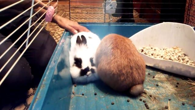 Кролики.mp4 смотреть онлайн