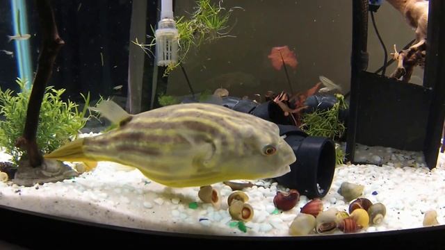 20 live Ghost Shrimp 20 Minnows 20 Mystery Snails= 1 Happy Fahaka смотреть онлайн