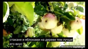 cады придонья реклама 2015