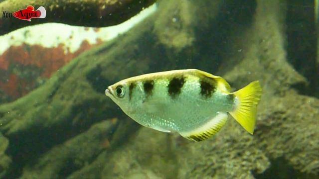 [HD] Banded Archerfish / Schützenfisch - Toxotes Jaculatrix смотреть онлайн
