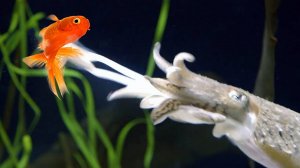 Каракатица – МАСТЕР маскировки и самый КОВАРНЫЙ хищник океана!