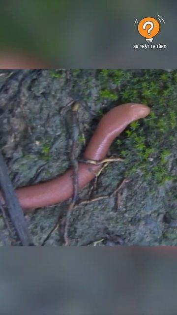 Sự Thật Lạ Lùng 🍄 Những Bí Ẩn Về Đỉa Đỏ Khổng Lồ 🍄 Sự thật lạ lùng có thể bạn chưa biết смотреть онлайн