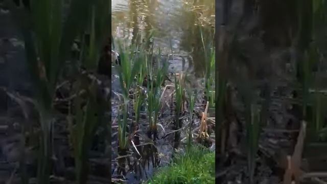 Літературне образотворення.Читання вірша Т.Г.Шевченка"Тече вода з-під явора".Вихователь:Новасад І.Я смотреть онлайн