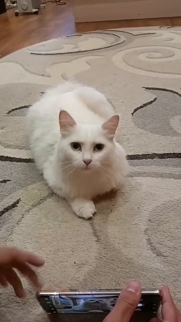 Кошка Маша из Малыгино и дождь.