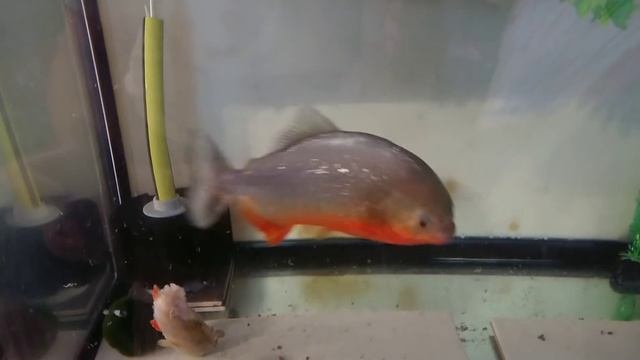 PERCH have amazing armour!!!! even my PIRANHA agree!!!!(filmed using a Sony xperia xz premium) смотреть онлайн