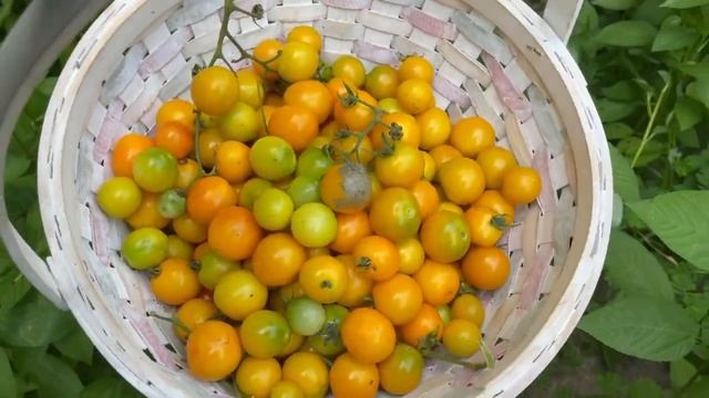 Yellow Cherry Tomatoes 2nd Harvest