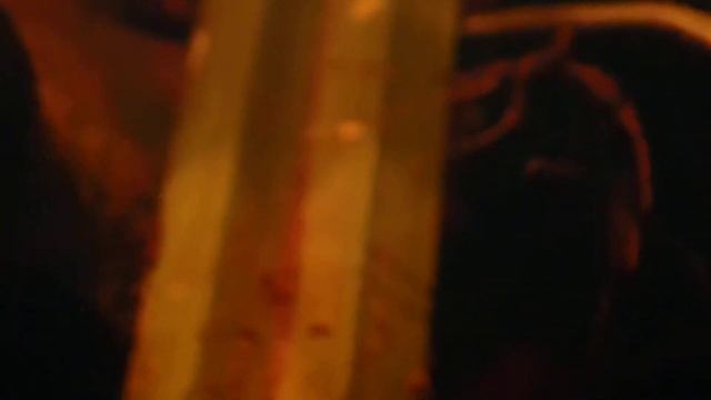 Paedocypris micromegethes, the smallest fish from Sarawak смотреть онлайн