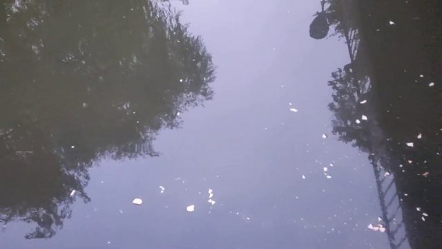 Большая рыба в Королевских лазенках, туман (21 октября 2023 г.) смотреть онлайн