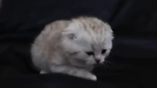 Шотландский котик готов к брони. смотреть онлайн