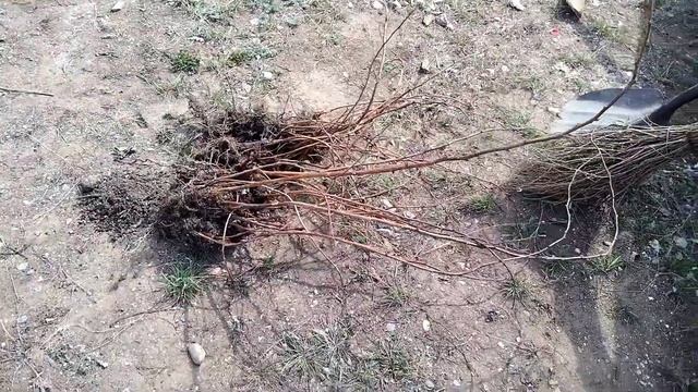 Жаңадан таңқурай отырғыздық. Таңқурай (малина)өсіру. смотреть онлайн