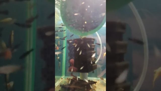 Запустил стаю живородки в виростник. Малинезия Снежинка. Гуппи. Меченосец. смотреть онлайн